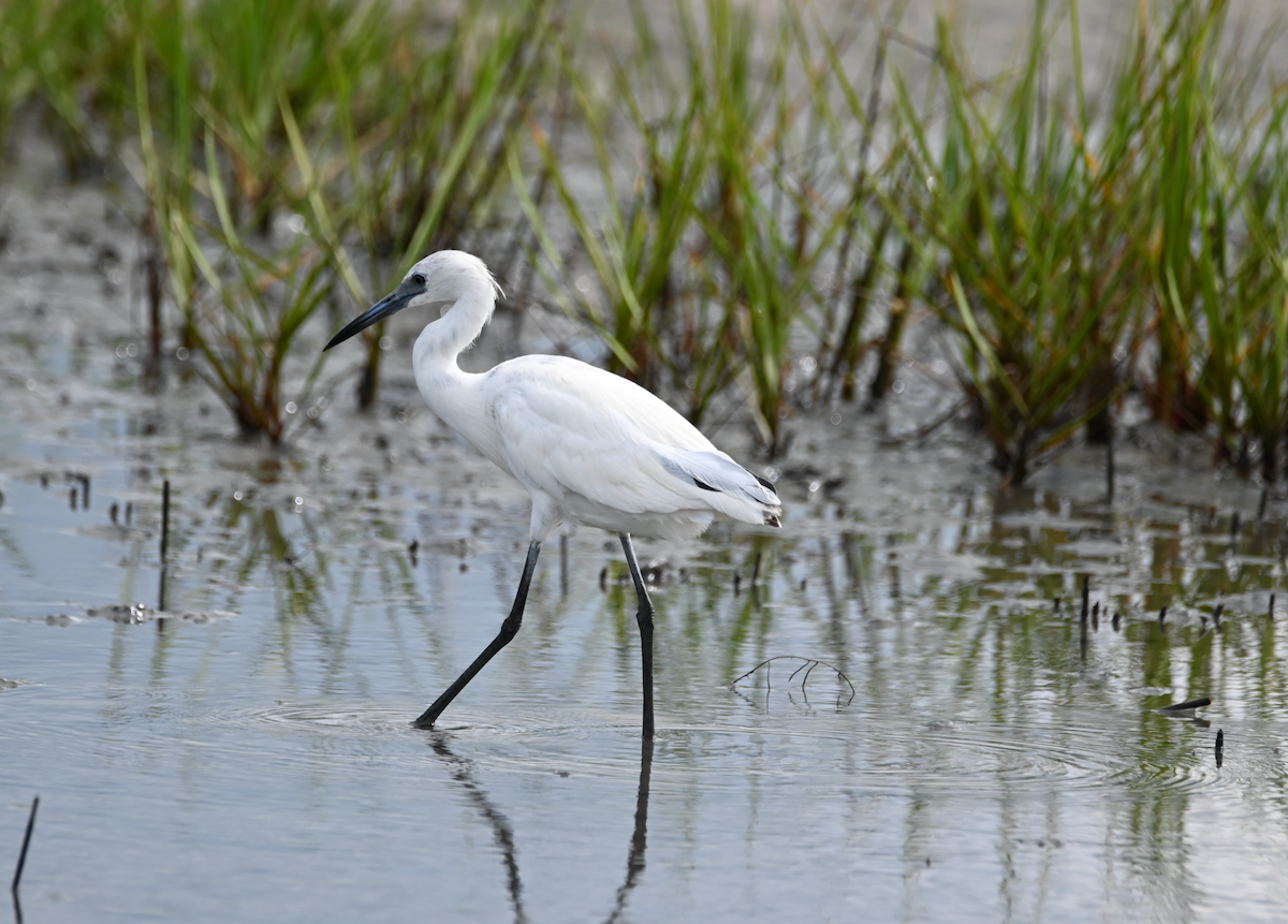 Little Blue Heron - Heather Buttonow