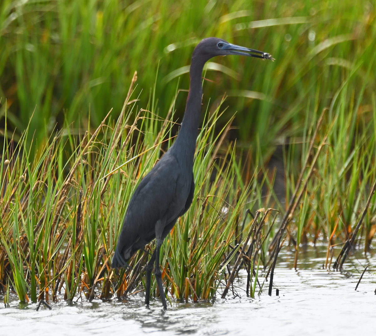 Little Blue Heron - Heather Buttonow