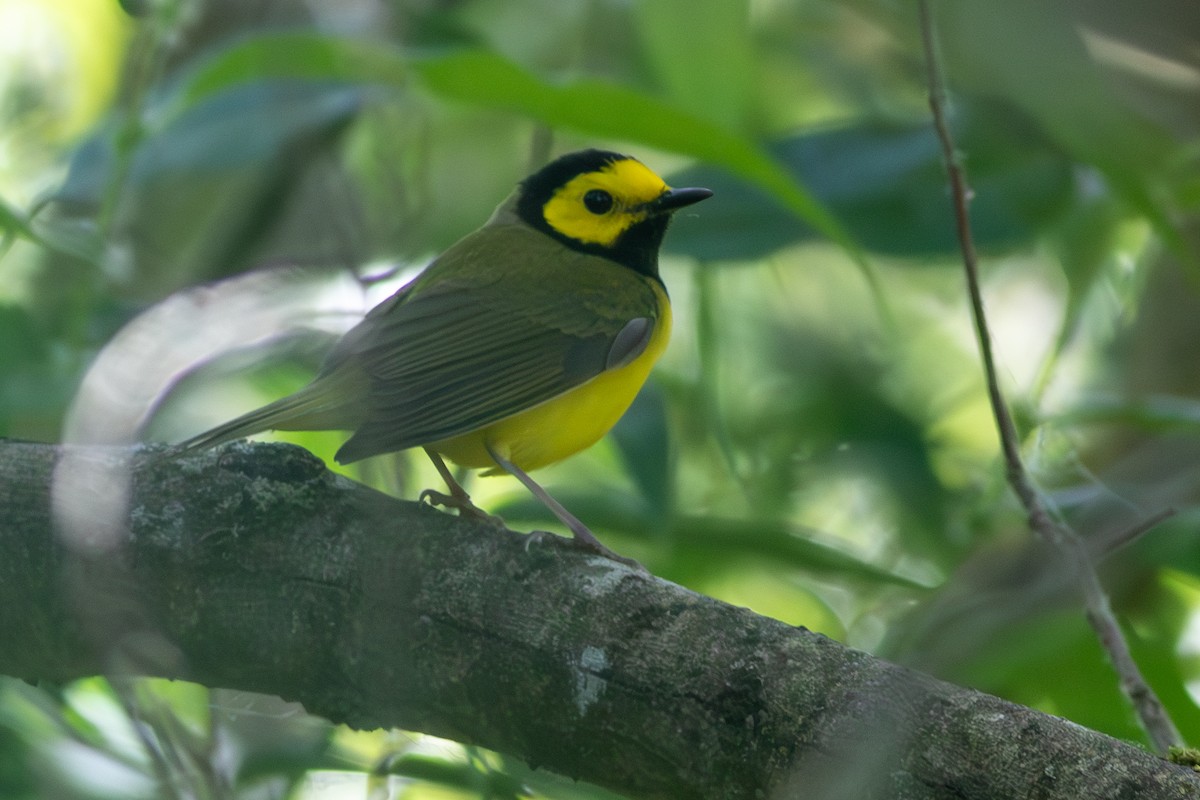 Hooded Warbler - Rob Fowler