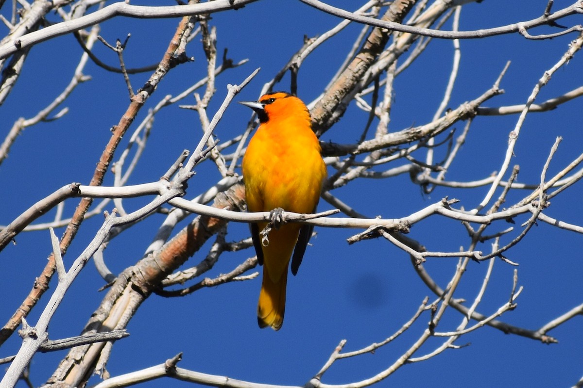 Bullock's Oriole - ML619426740