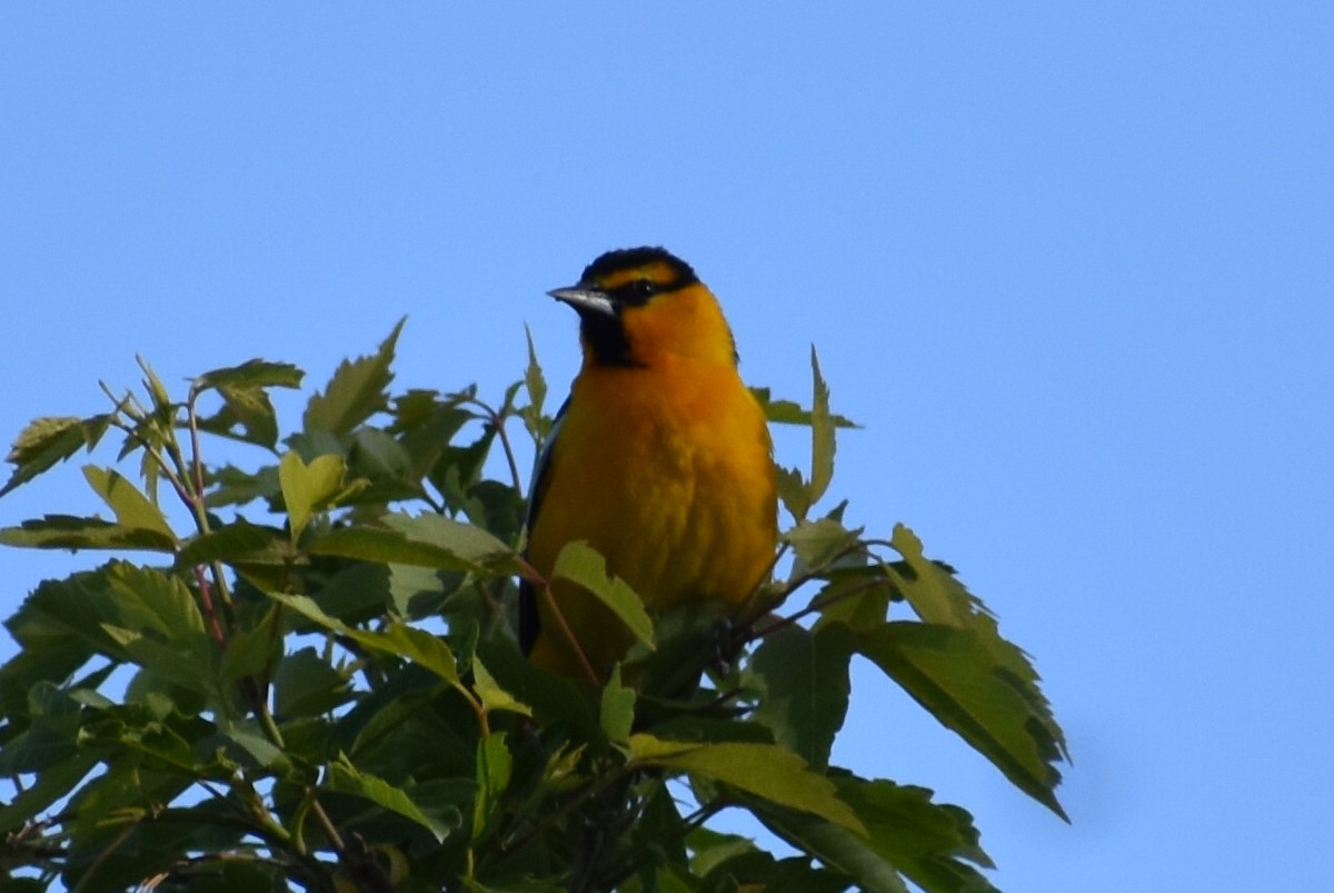 Bullock's Oriole - ML619426741