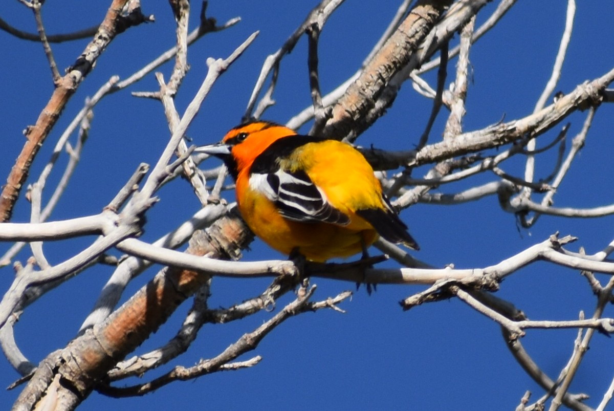 Bullock's Oriole - ML619426742