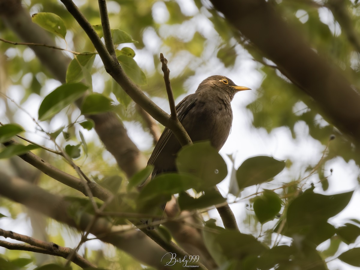 Chinese Blackbird - Cara Chen