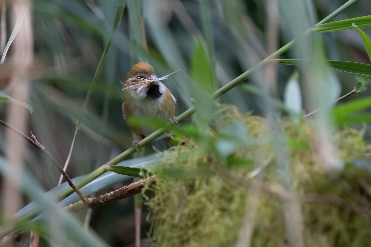 Golden Parrotbill - ML619426755