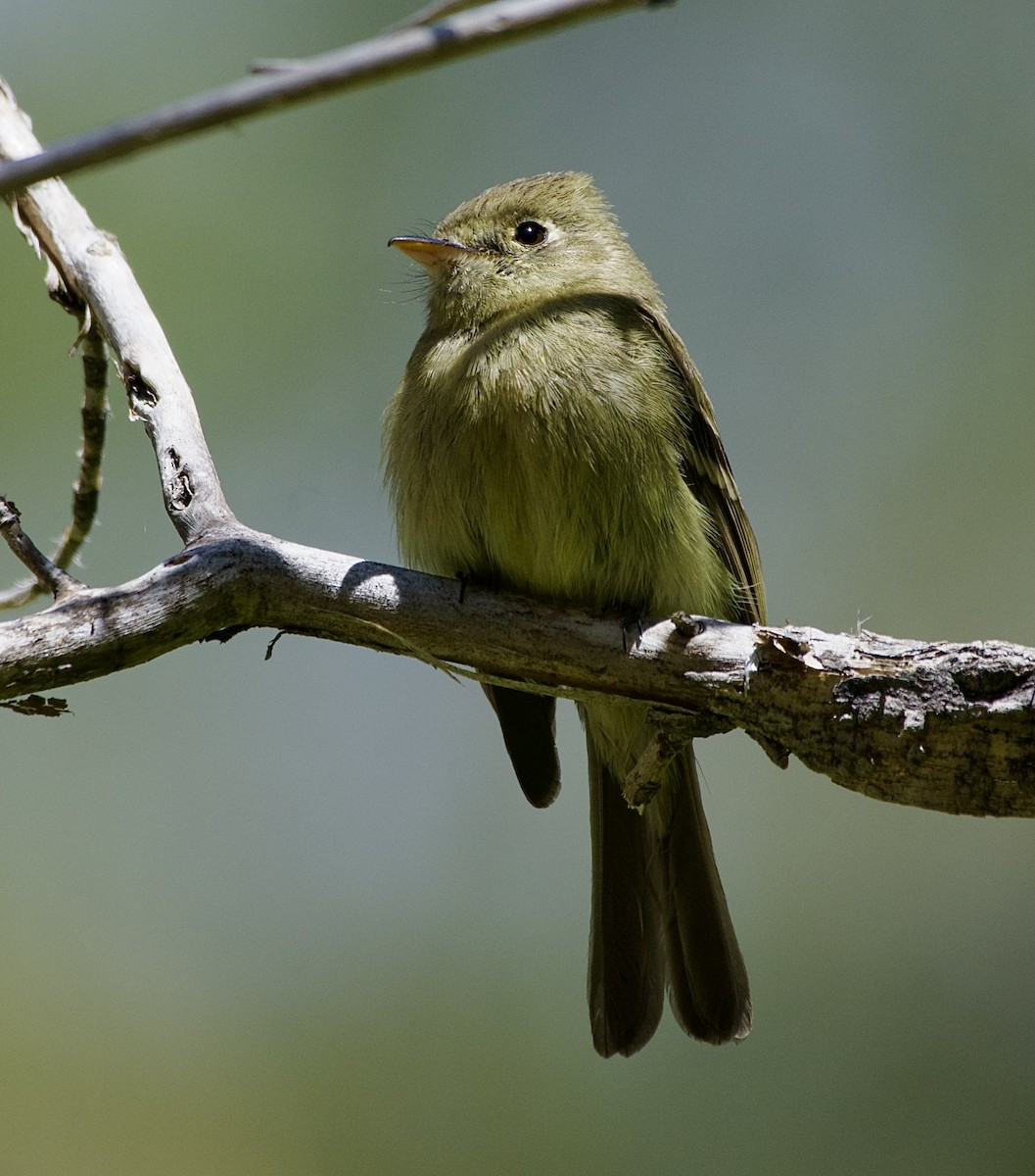 Western Flycatcher - Tim DeJonghe