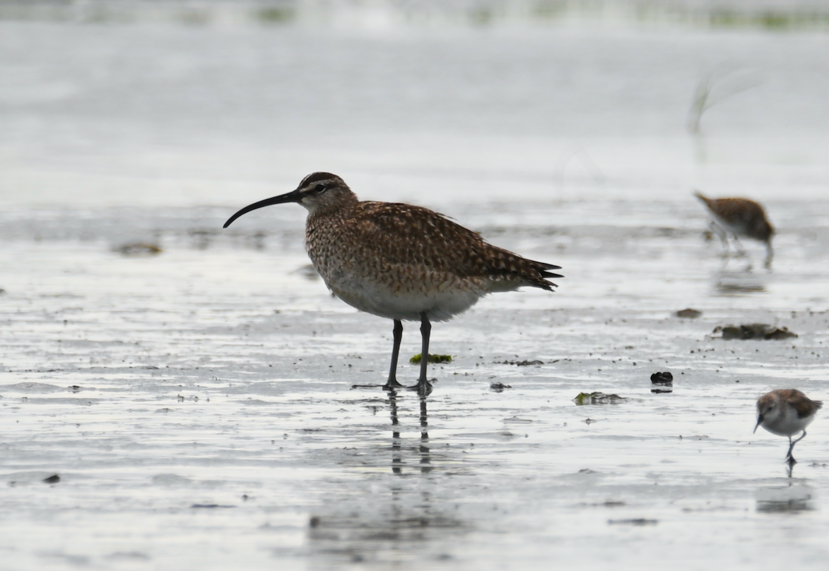 Whimbrel - Heather Buttonow