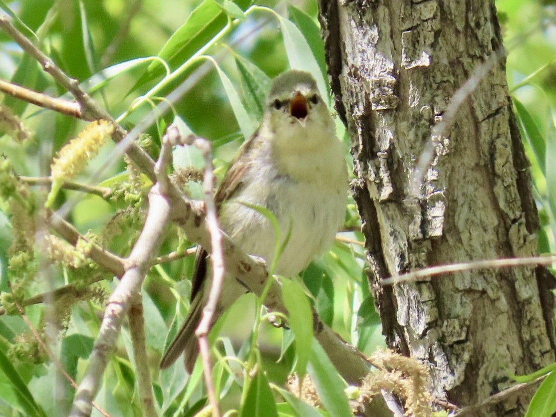 Tennessee Warbler - Diane Roberts