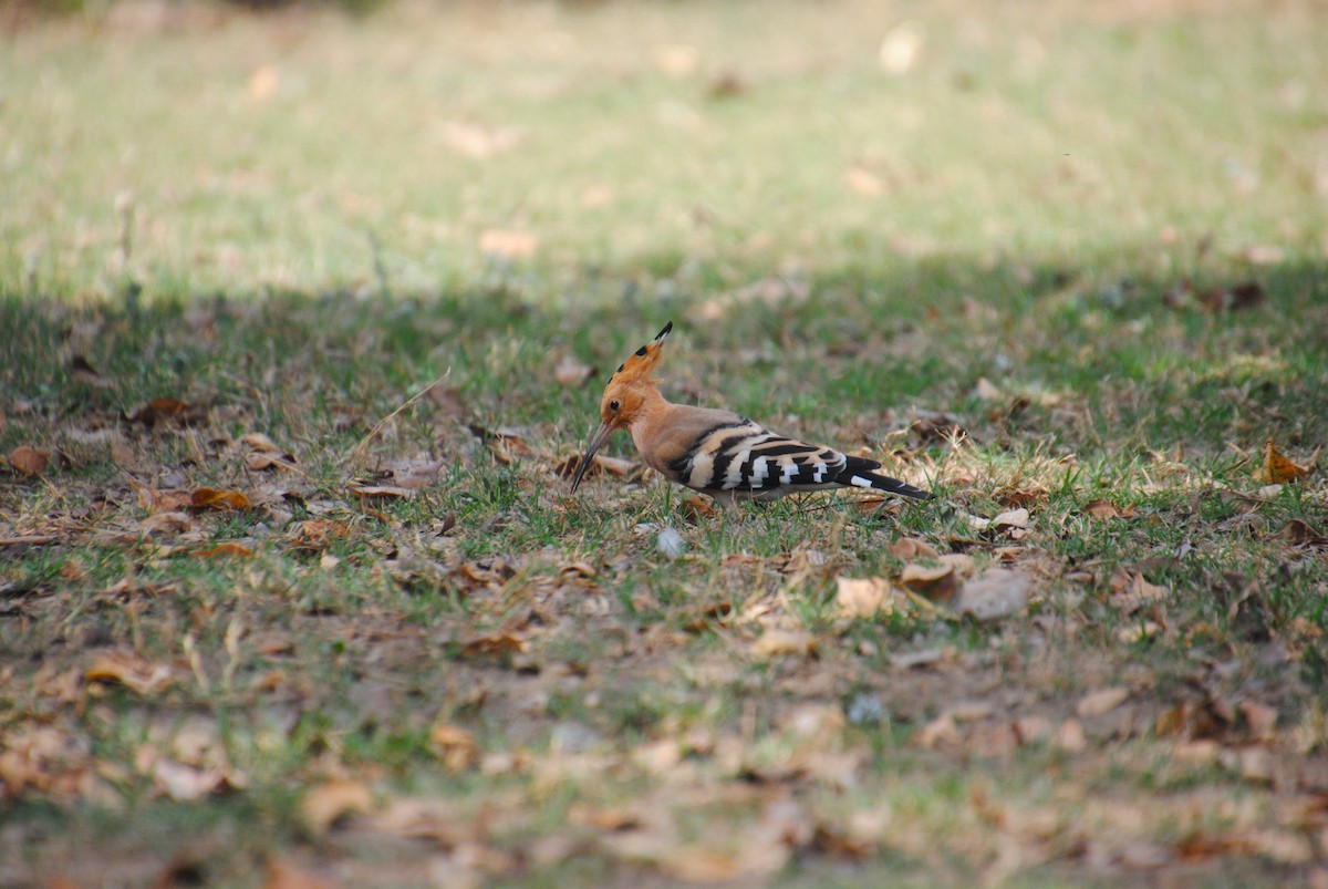 Eurasian Hoopoe - Alyssa DeRubeis