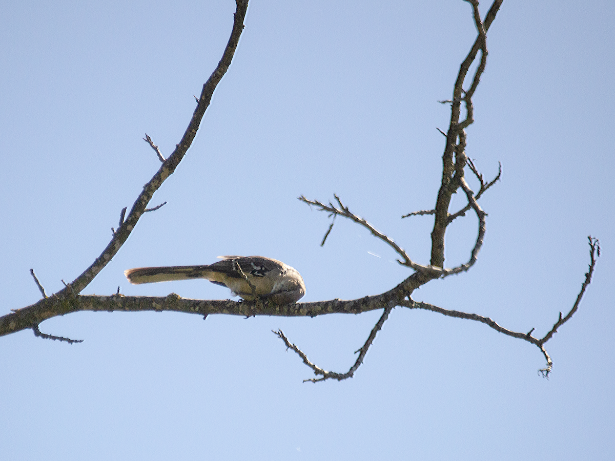 Northern Mockingbird - ML619426794