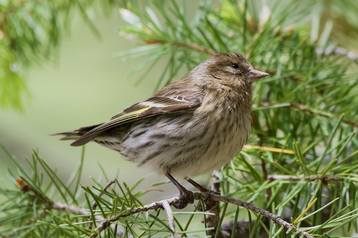 Pine Siskin - ML619426798