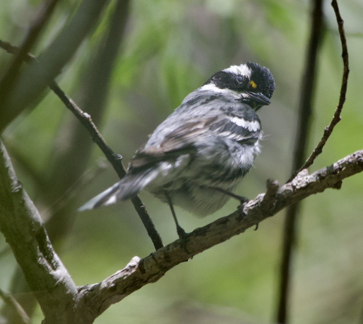 Black-throated Gray Warbler - Tim DeJonghe