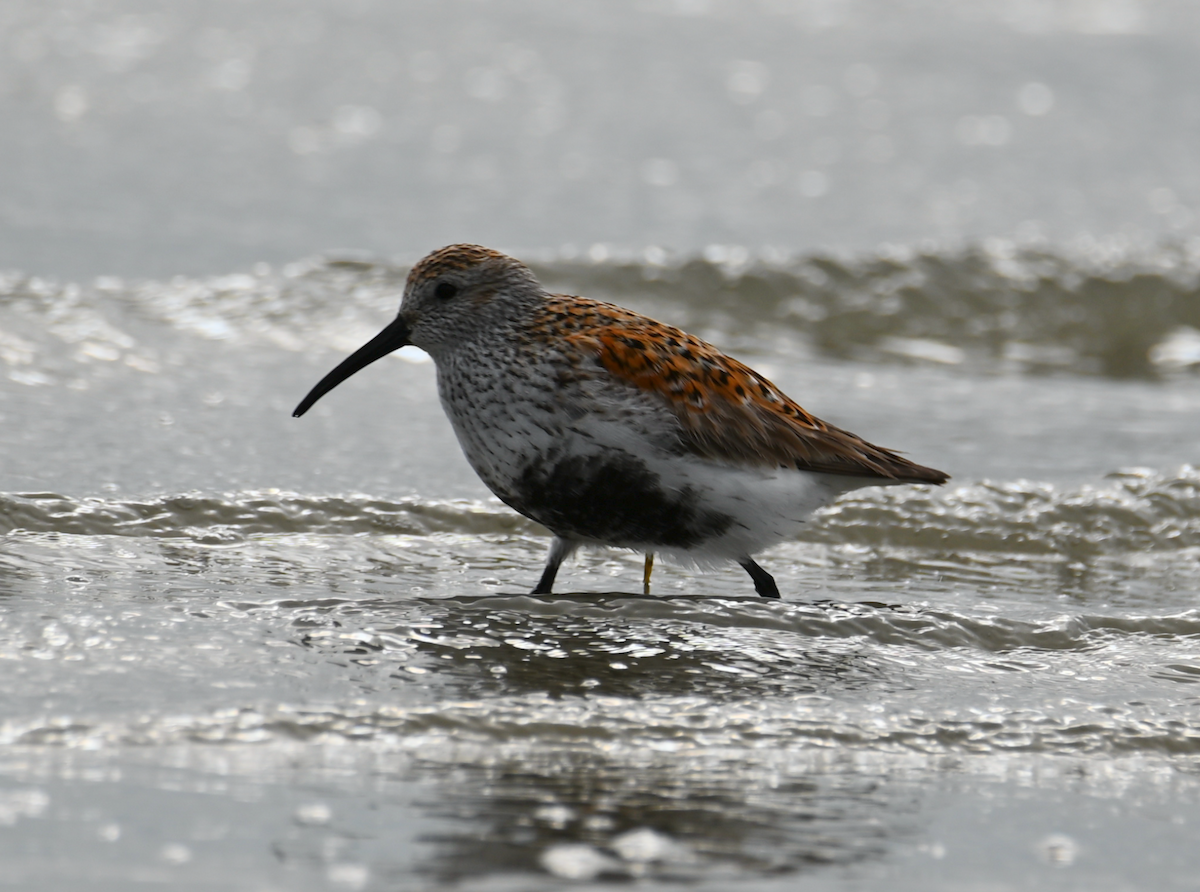 Dunlin - Heather Buttonow