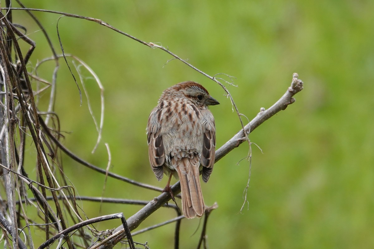 Song Sparrow - Claudio  Crespo