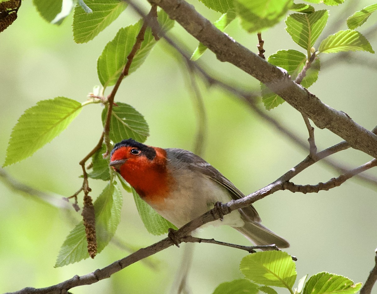 Red-faced Warbler - Tim DeJonghe