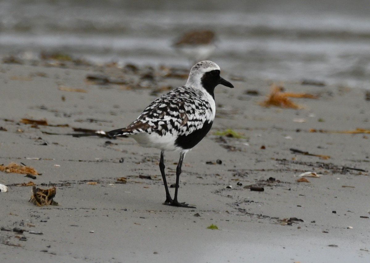 Black-bellied Plover - Heather Buttonow