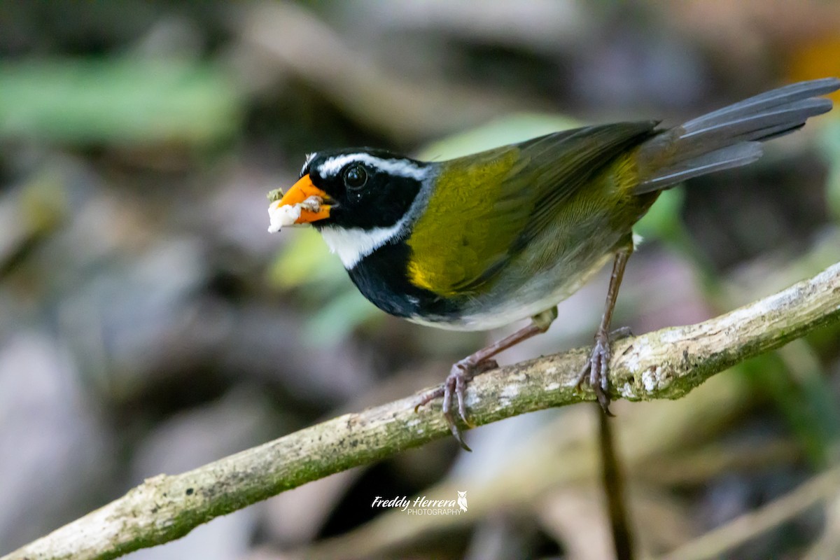 Orange-billed Sparrow - Freddy Herrera