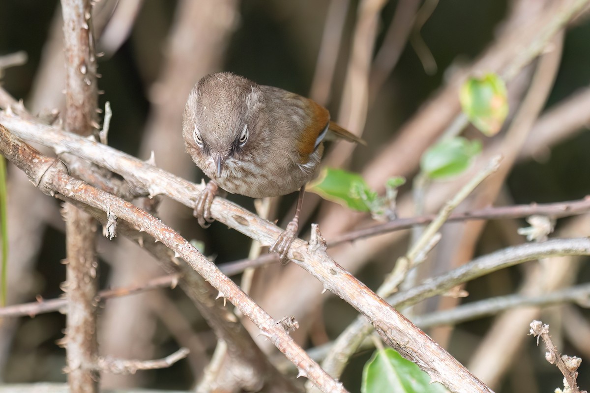 Taiwan Fulvetta - ML619426825