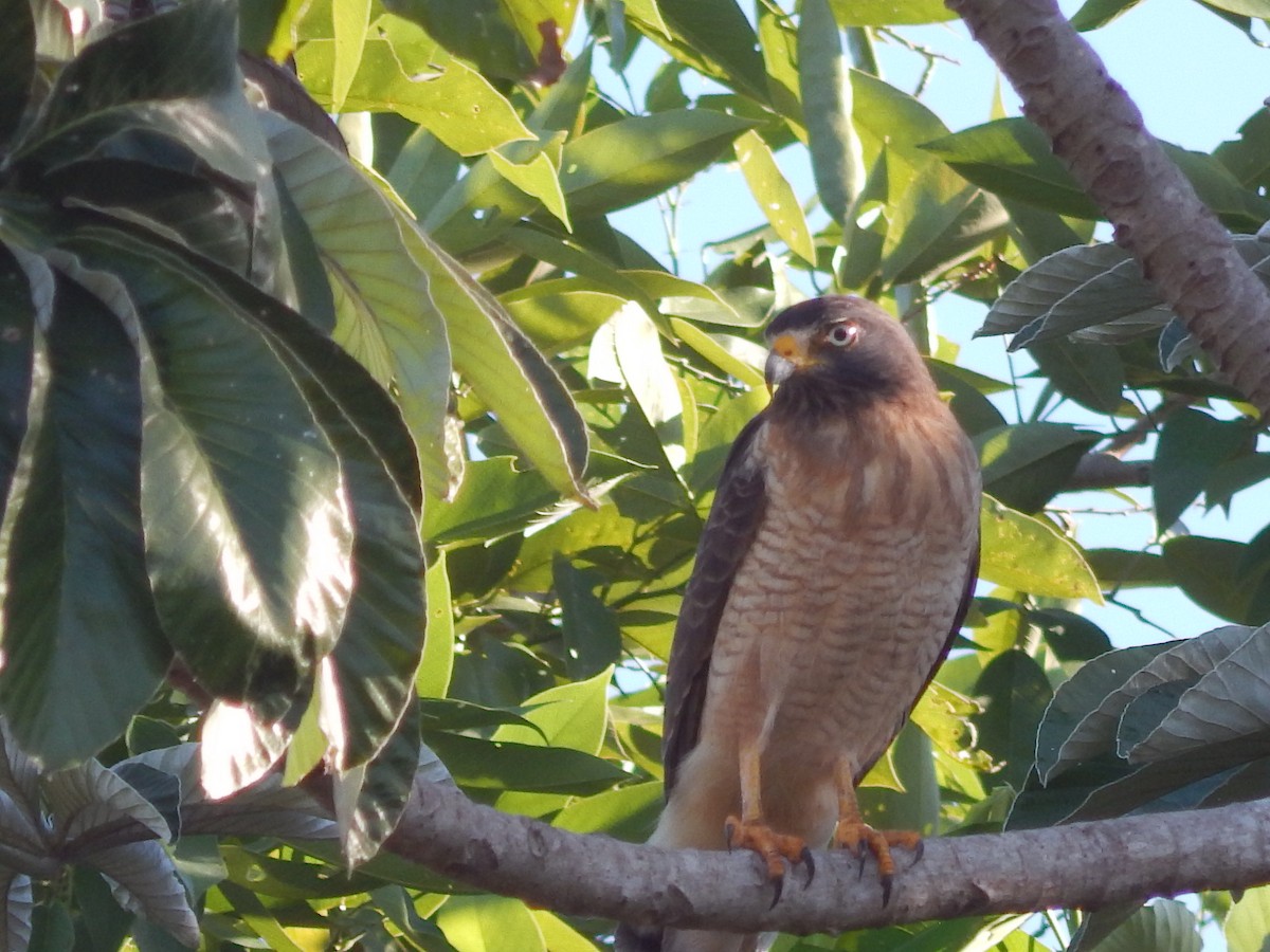 Roadside Hawk - Fabiana Santos de Oliveira