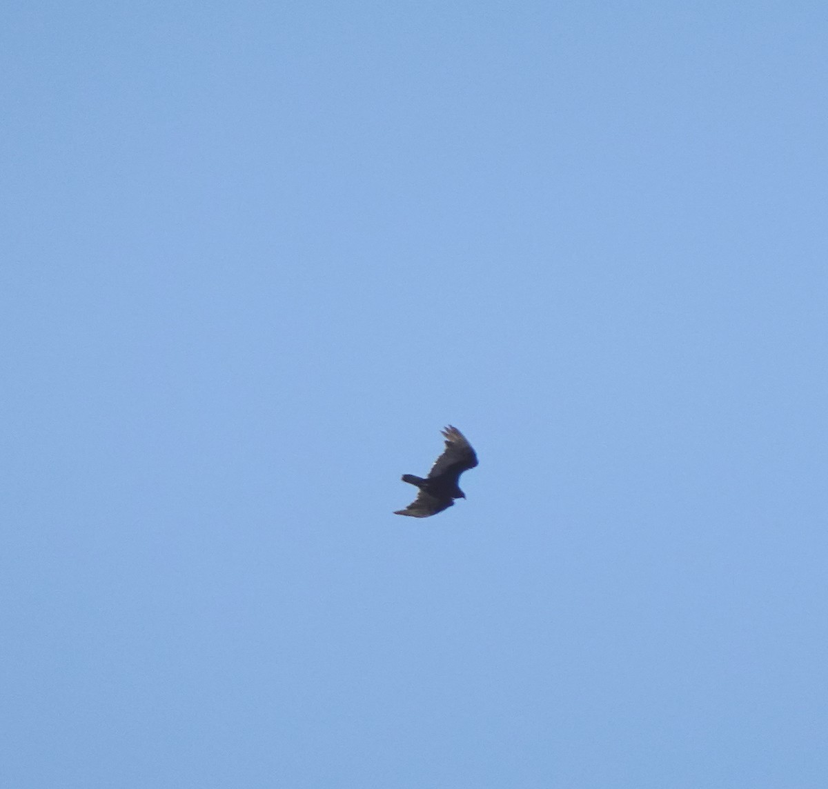 Turkey Vulture - Audrey E.