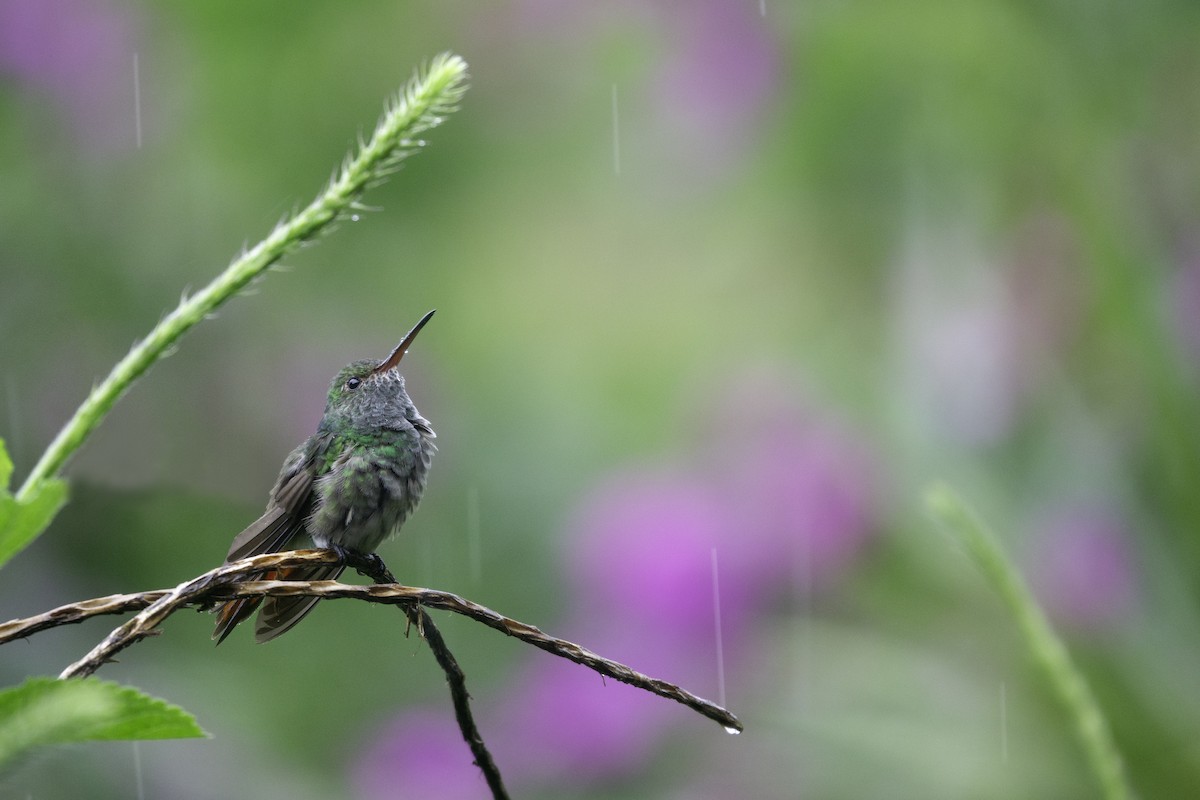 Rufous-tailed Hummingbird - Andy Liu