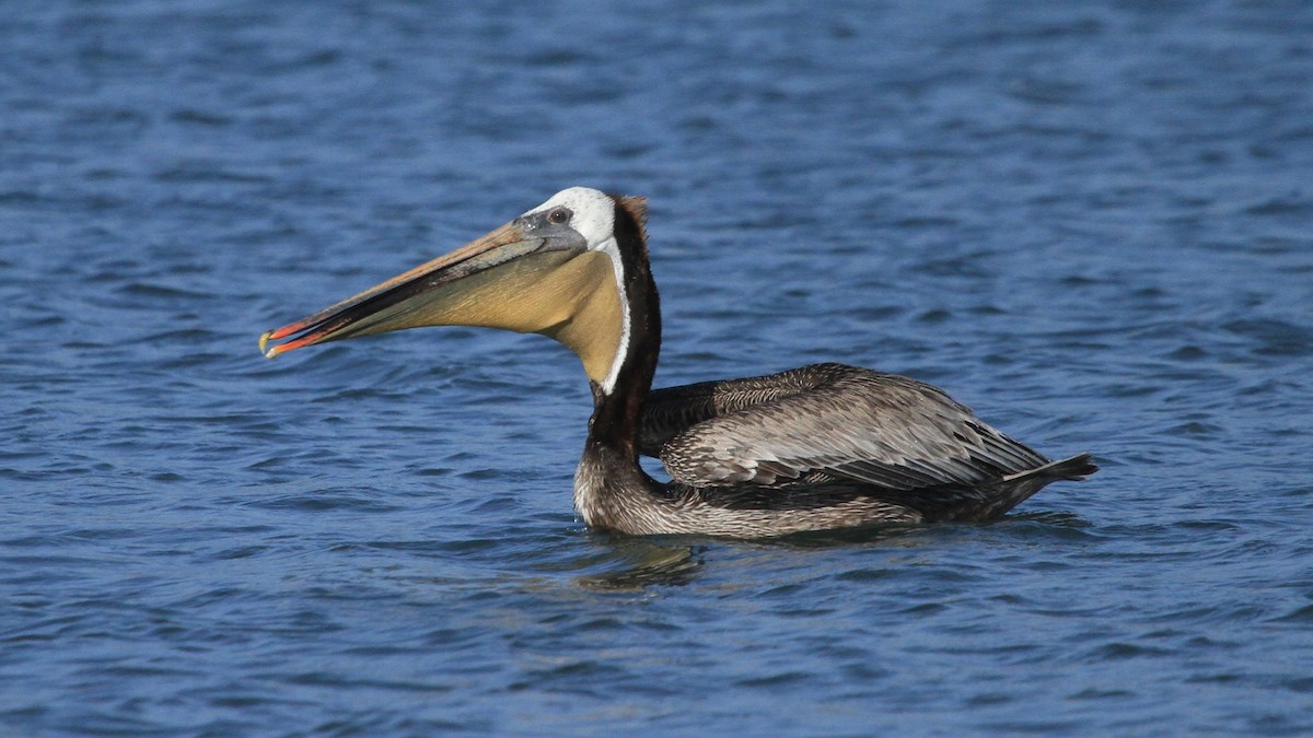 Brown Pelican - ML619426846