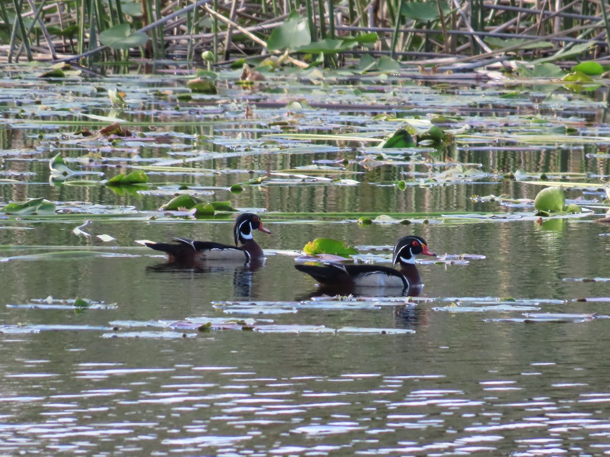 Wood Duck - Robin Potvin