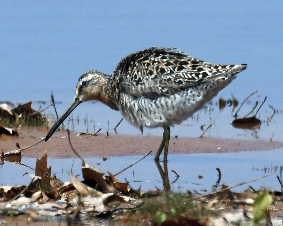 kortnebbekkasinsnipe - ML619426858