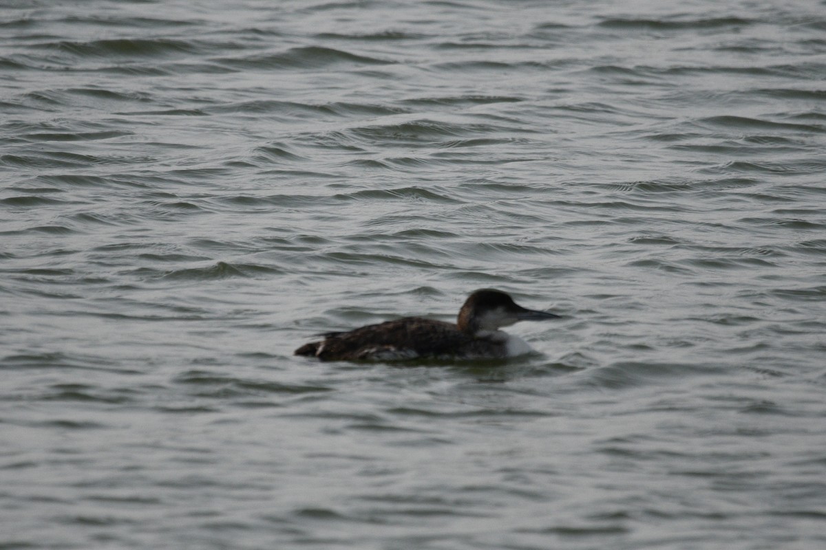 Common Loon - Doug Fishman