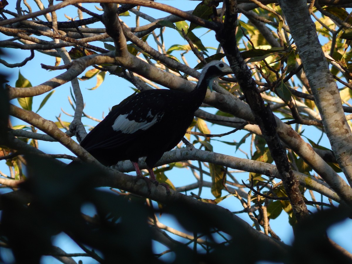 White-throated Piping-Guan - ML619426862