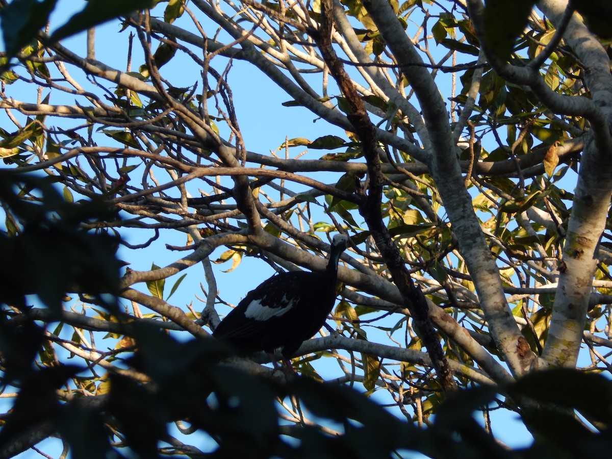 White-throated Piping-Guan - ML619426866