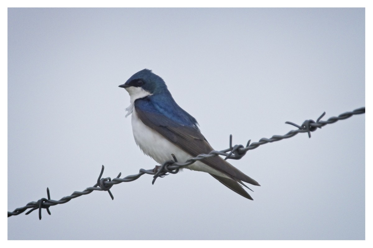 Tree Swallow - Doug Lawson