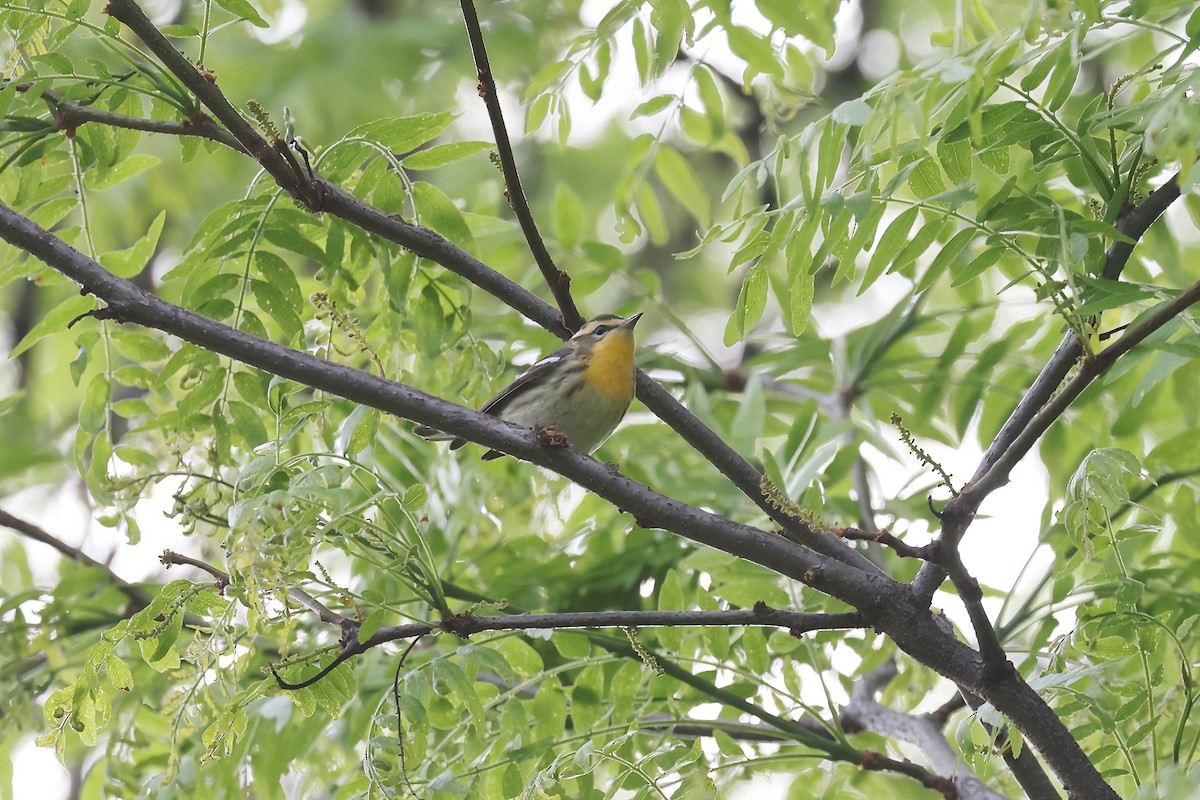 Blackburnian Warbler - ML619426873