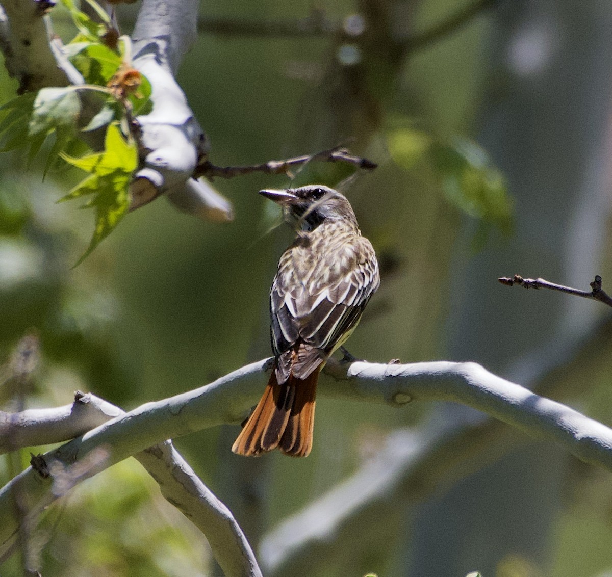 Sulphur-bellied Flycatcher - Tim DeJonghe