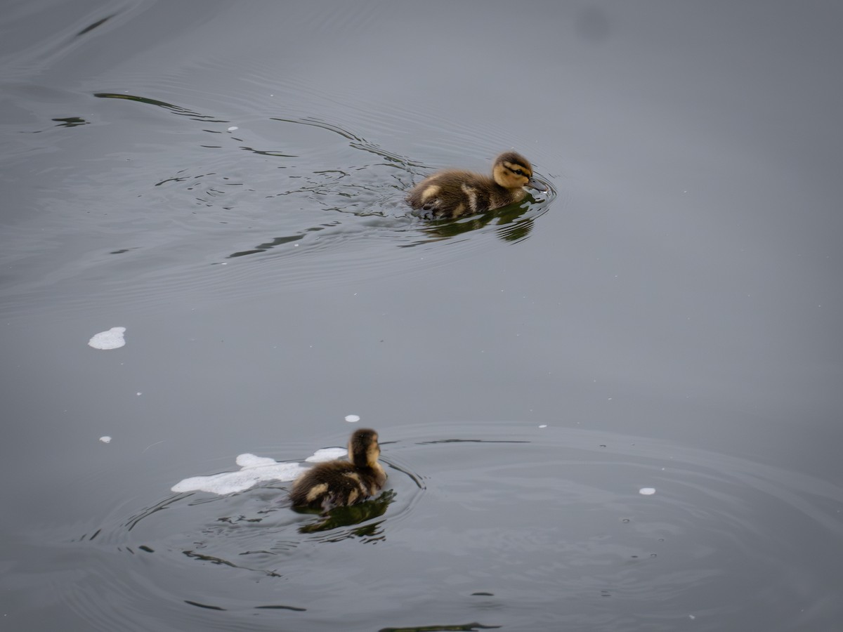 Mallard - Richie Frerking