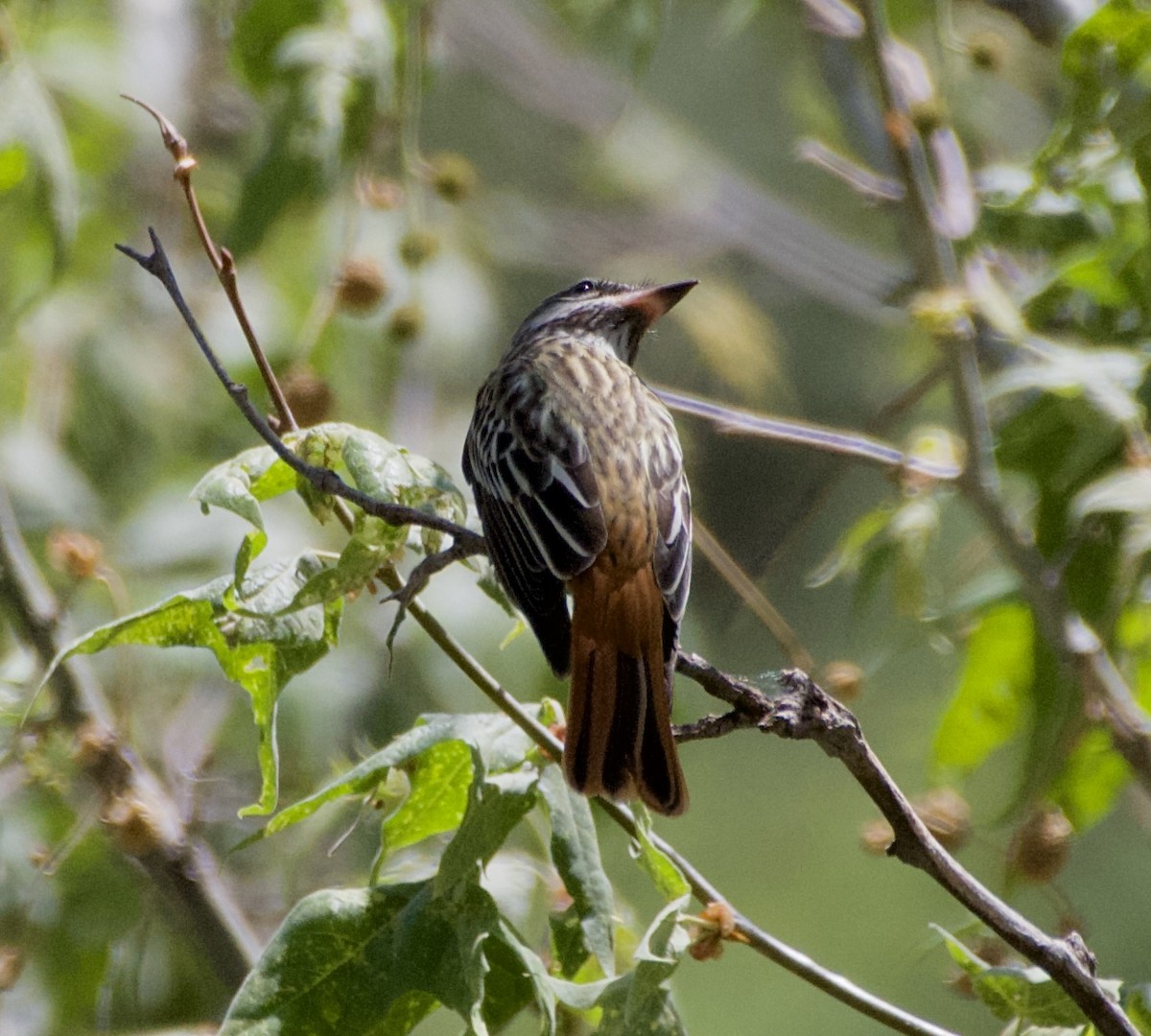 Sulphur-bellied Flycatcher - Tim DeJonghe