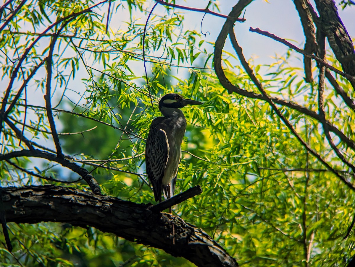 Yellow-crowned Night Heron - Eric Falquero 🦜