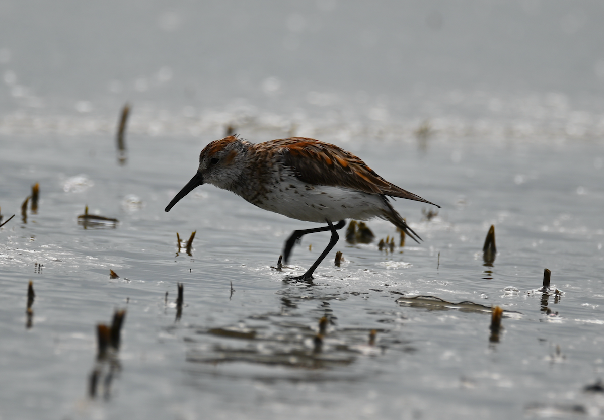 Western Sandpiper - Heather Buttonow