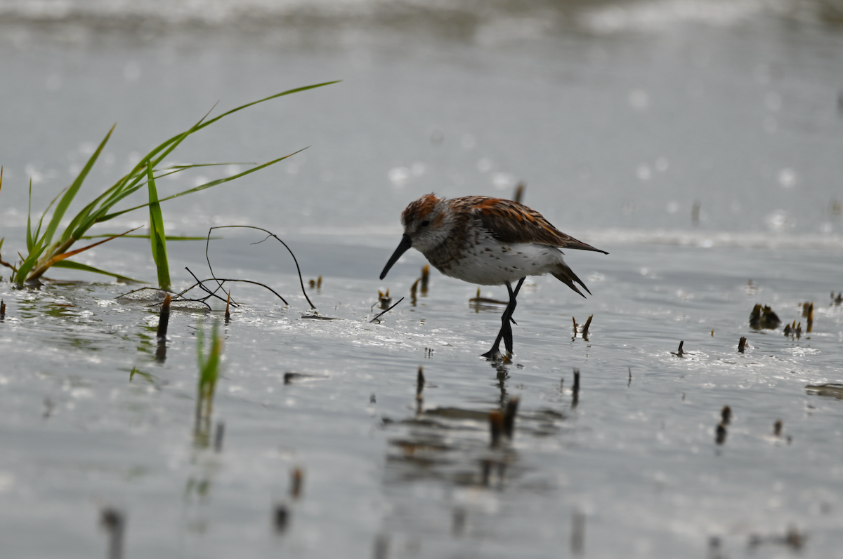 Western Sandpiper - Heather Buttonow