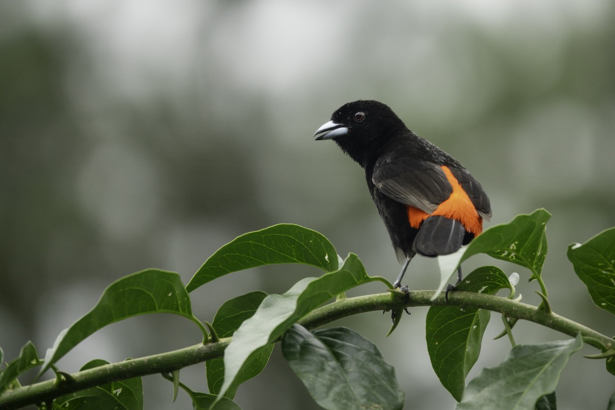 Scarlet-rumped Tanager - Andy Liu