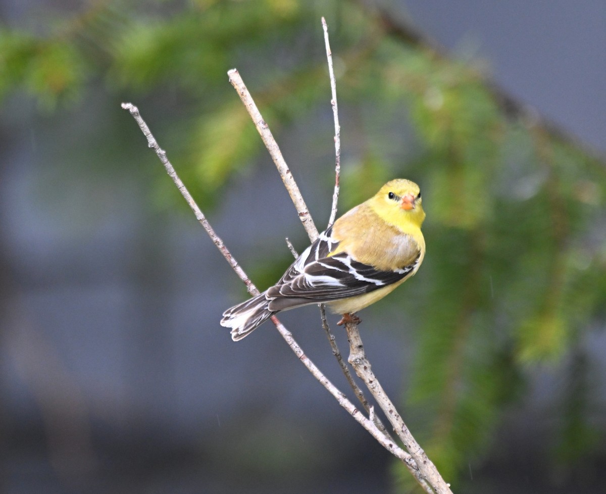 American Goldfinch - Susan and Andy Gower/Karassowitsch