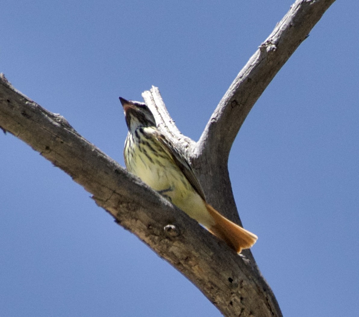 Sulphur-bellied Flycatcher - Tim DeJonghe