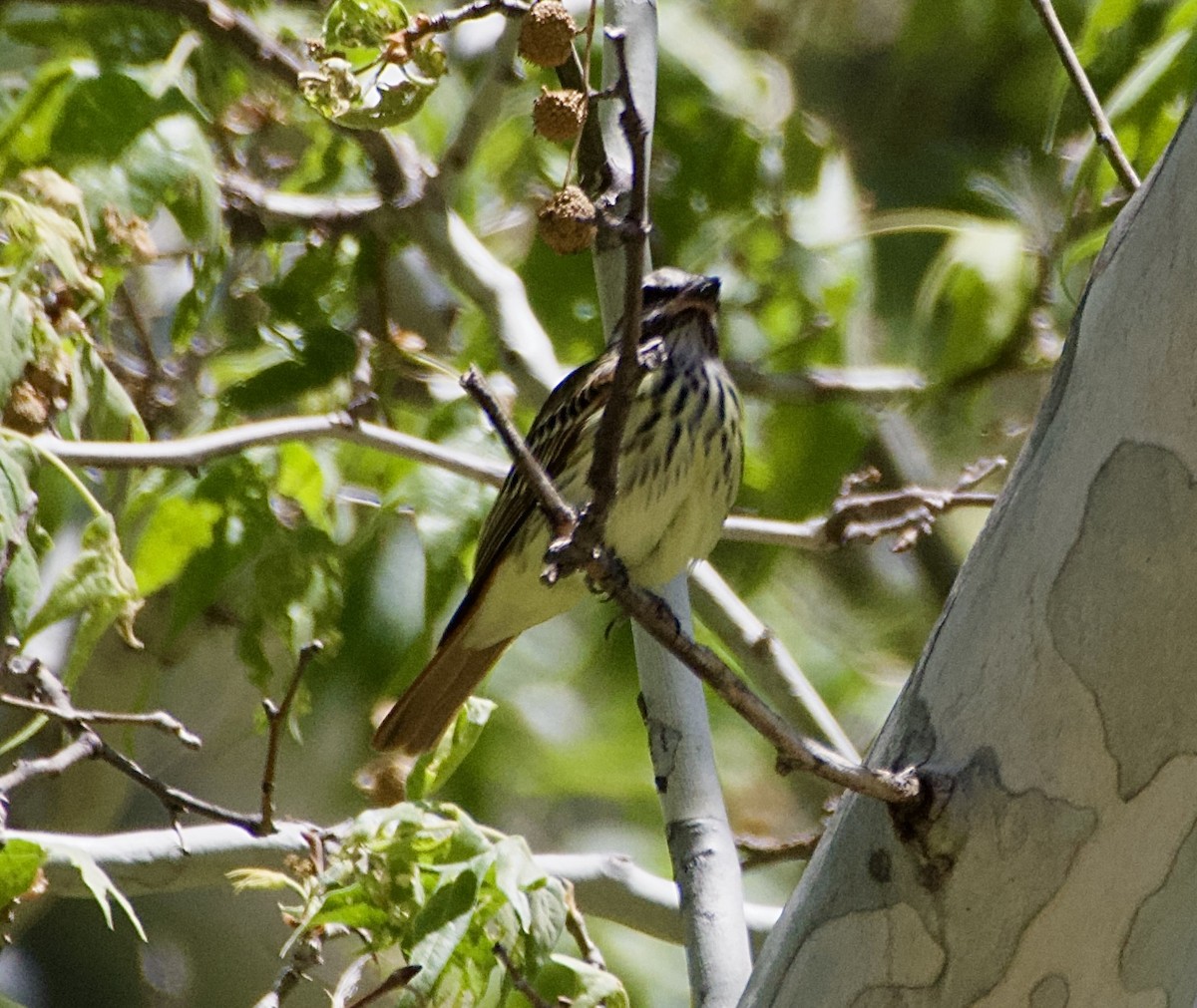 Sulphur-bellied Flycatcher - Tim DeJonghe