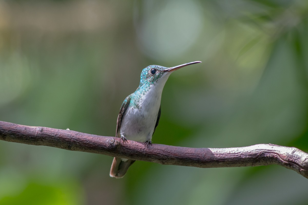 kolibřík andský - ML619426918