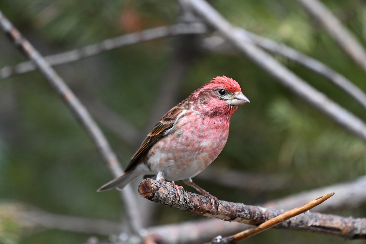 Purple Finch - Susan and Andy Gower/Karassowitsch