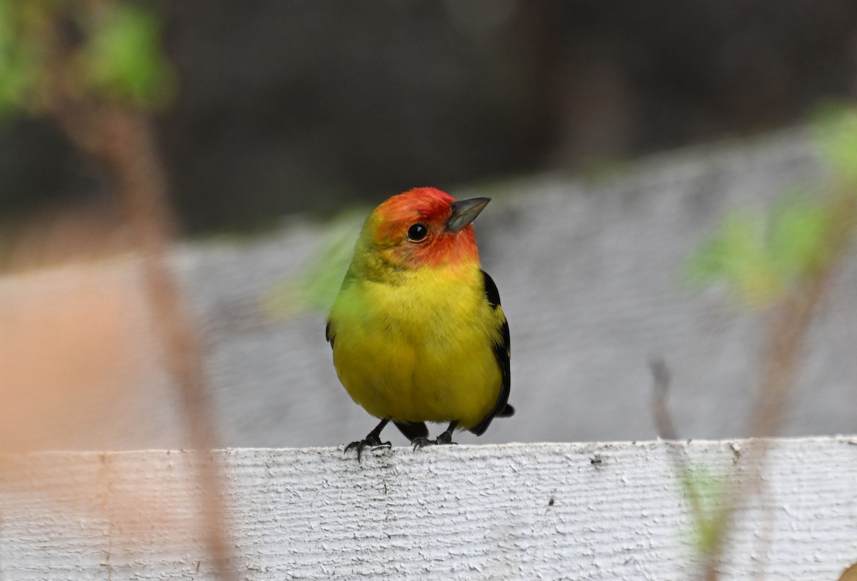 Western Tanager - Susan and Andy Gower/Karassowitsch