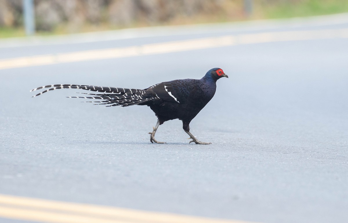 Mikado Pheasant - Po-Wei Chi