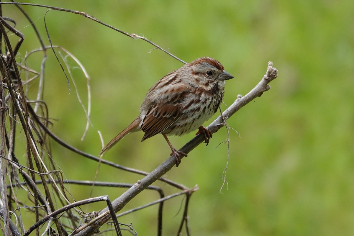 Song Sparrow - Claudio  Crespo