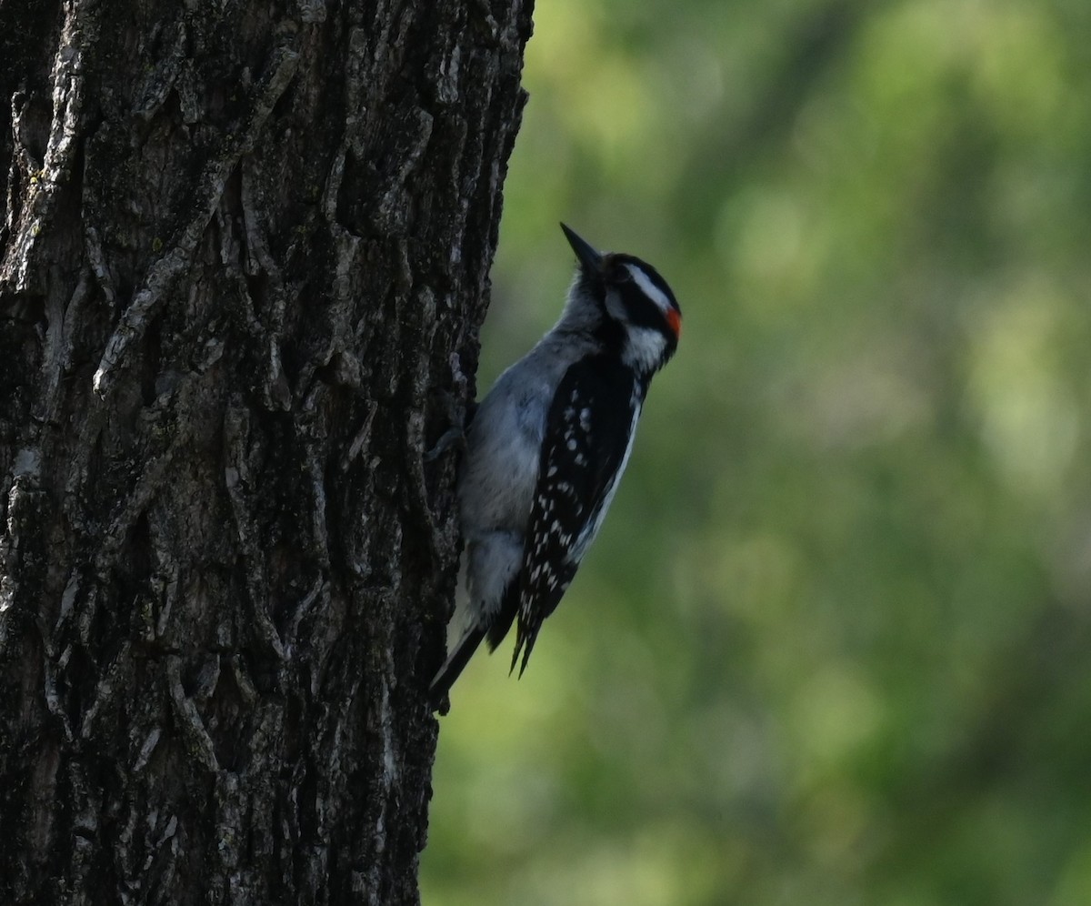 Hairy Woodpecker - Robert Perez