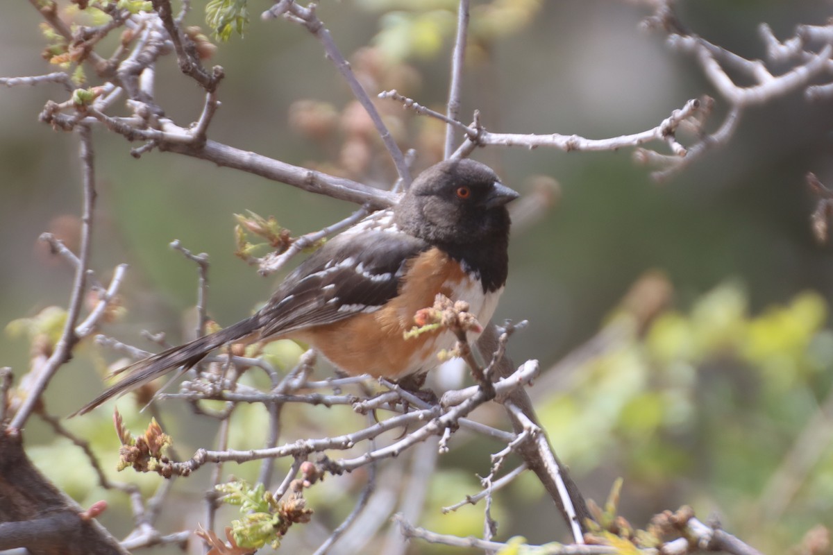 Spotted Towhee - Kathy Mihm Dunning