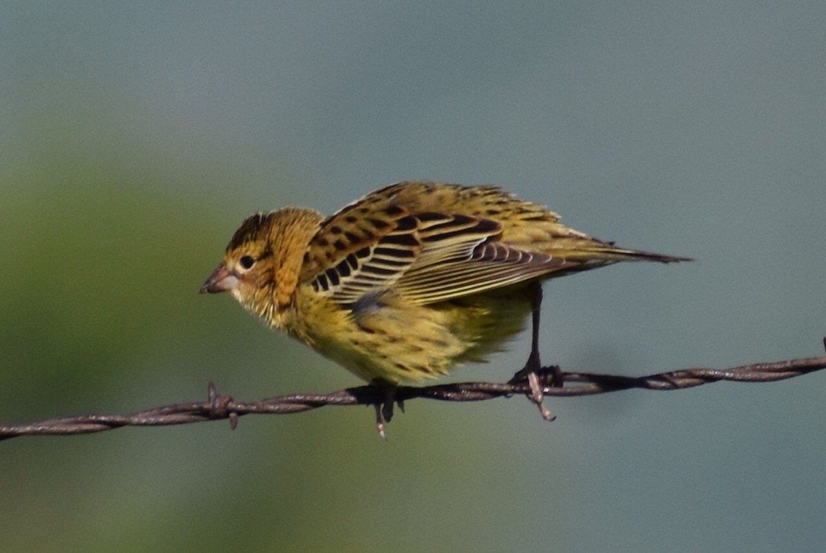 Bobolink - Darren Hall